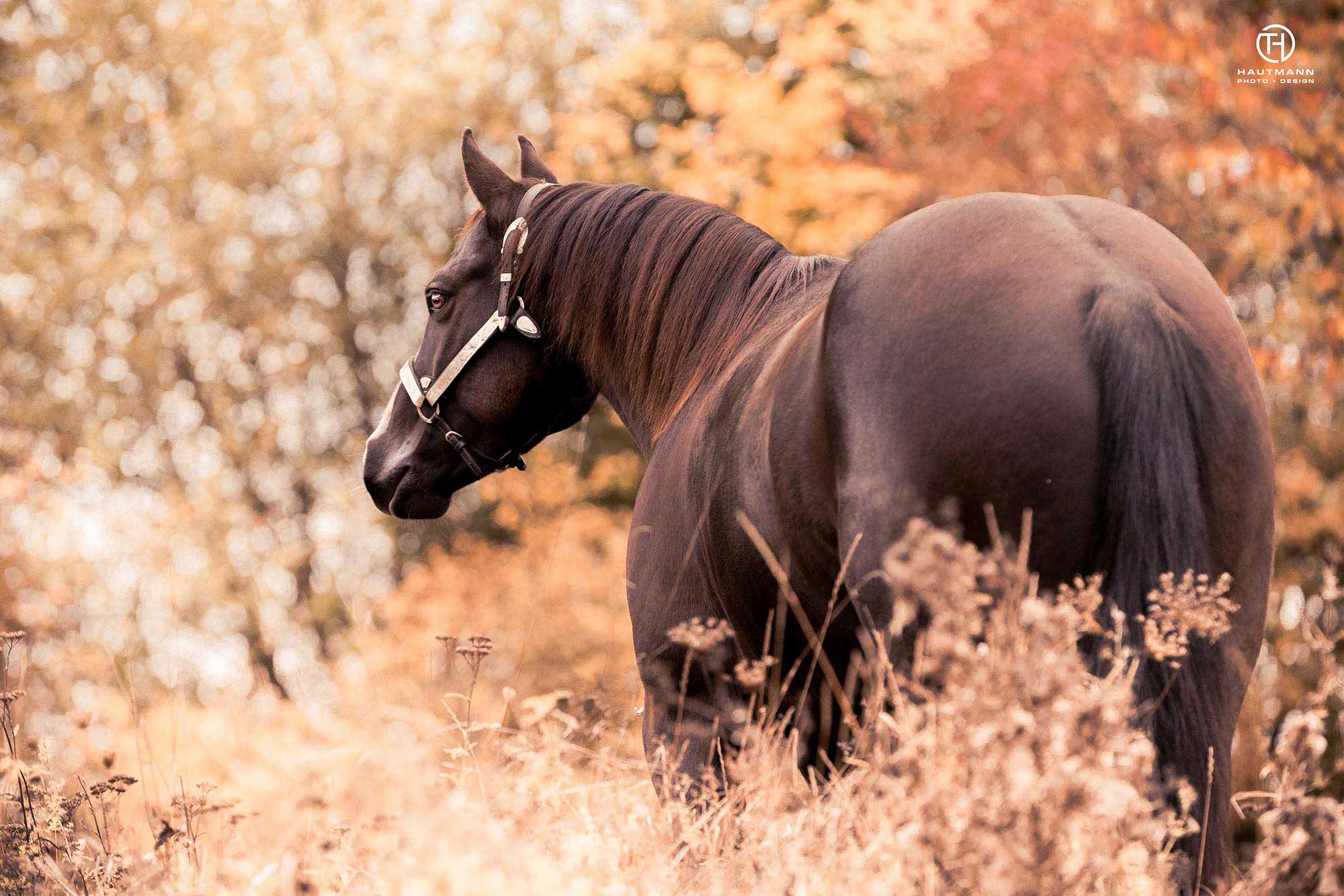 Pferd im Herbst